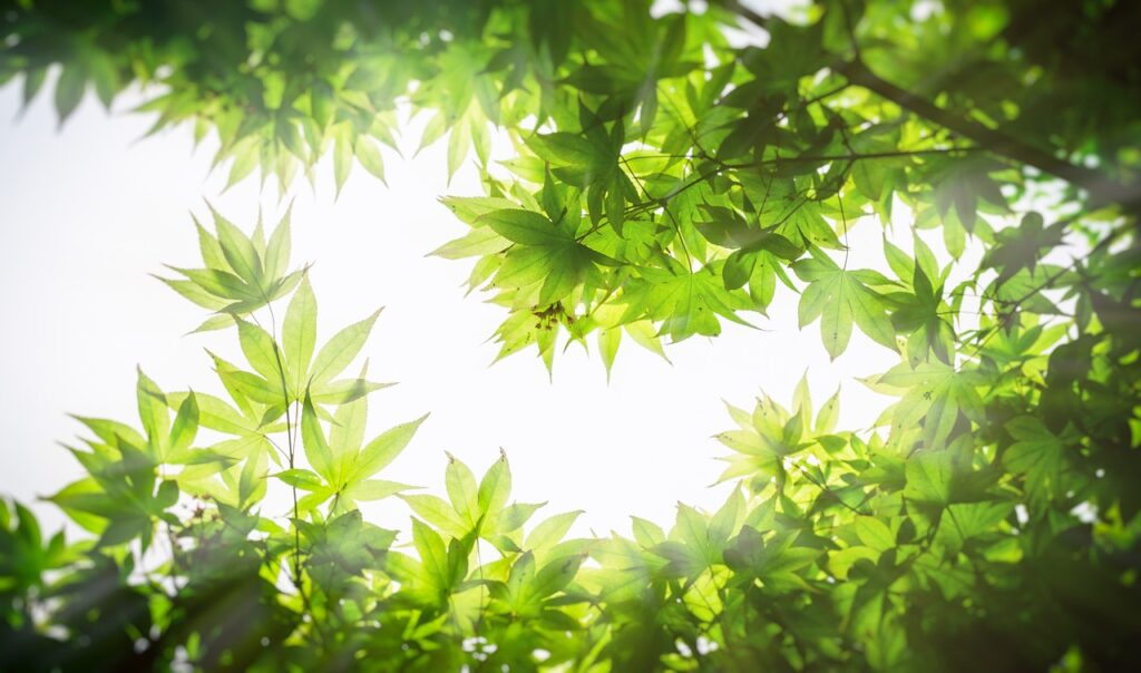 maple tree, tree, leaf-2250473.jpg